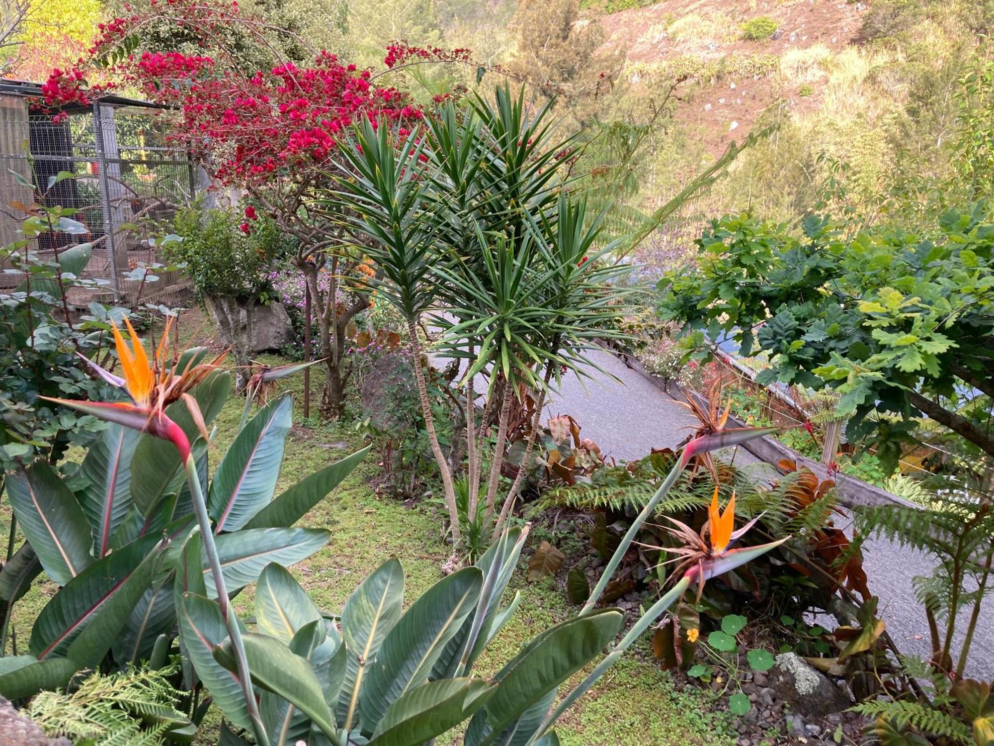 Les Begonias Villa Cilaos Exteriör bild